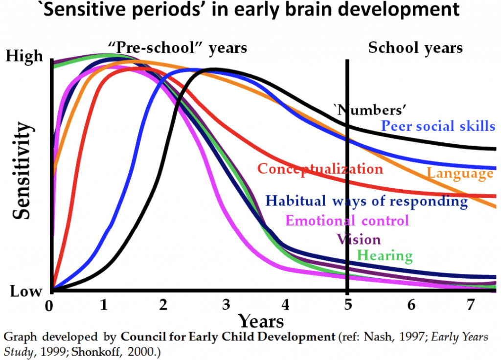 Early brain development
